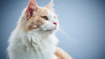 Einfluss von Zeit und Phänotyp auf das Fel d 1 im Speichel von Kurzhaar-Katzen