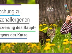 Forschung zu Katzenallergenen