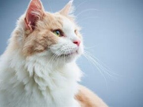 Einfluss von Zeit und Phänotyp auf das Fel d 1 im Speichel von Kurzhaar-Katzen