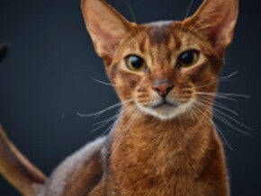 Einfluss von Zeit und Phänotyp auf das Fel d 1 im Speichel von Kurzhaar-Katzen