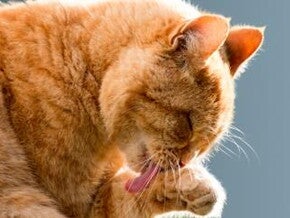 Reduktion von aktivem Fel d 1 bei Katzen mit einem Anti-Fel d 1-Ei-IgY-Antikörper