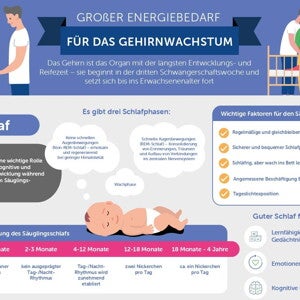 Großer Energiebedarf für das Gehirnwachstum (infographics)